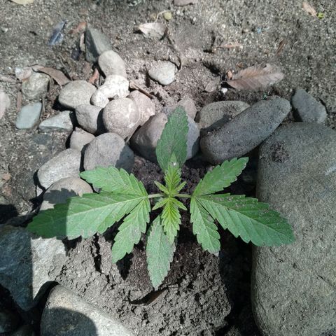 Unknown strain growlog timeline photo