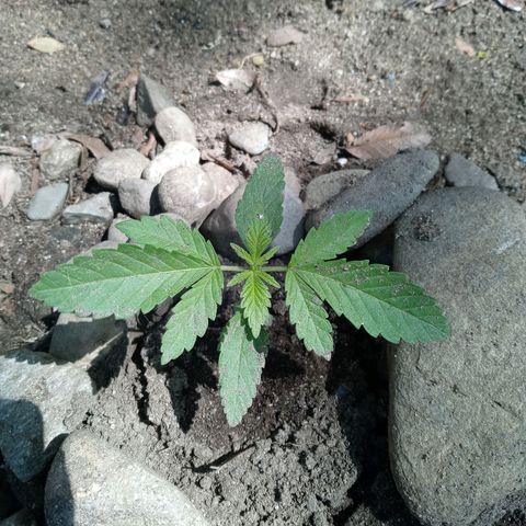 Unknown strain growlog timeline photo
