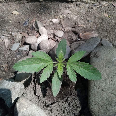 Unknown strain growlog timeline photo