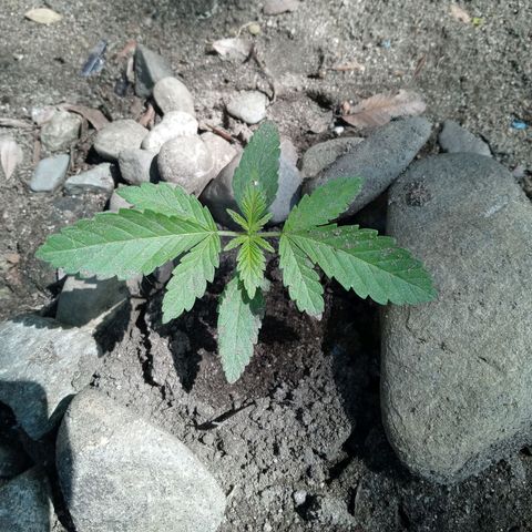 Unknown strain growlog timeline photo