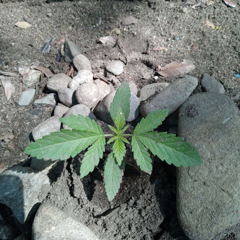 Unknown strain growlog timeline photo