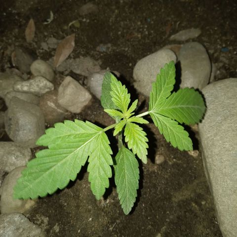 Unknown strain growlog timeline photo