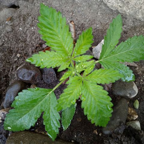 Unknown strain growlog photo: Now has 5 leaves should be entering vegitative stage within the next month