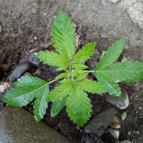 Unknown strain growlog photo: Now has 5 leaves should be entering vegitative stage within the next month