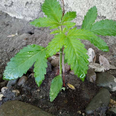 Unknown strain growlog photo: Now has 5 leaves should be entering vegitative stage within the next month