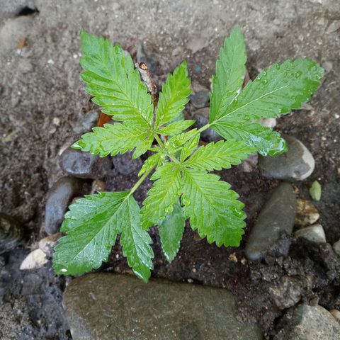 Unknown strain growlog timeline photo