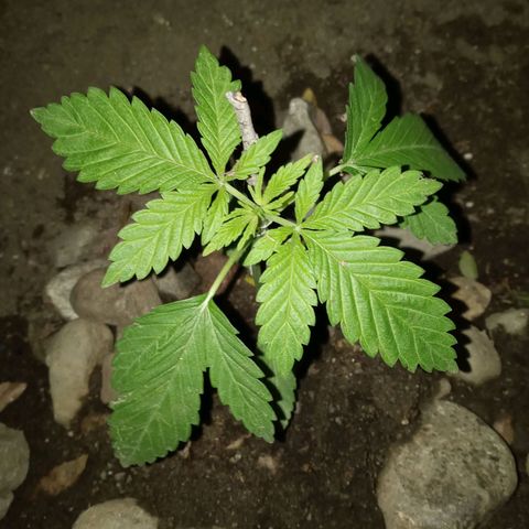 Unknown strain growlog timeline photo