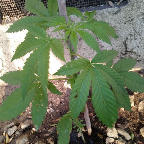 Unknown strain growlog timeline photo