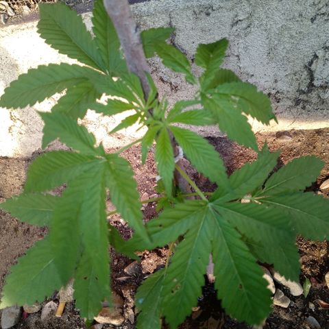 Unknown strain growlog timeline photo