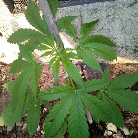 Unknown strain growlog photo: Just started to grow seven leafed leaves