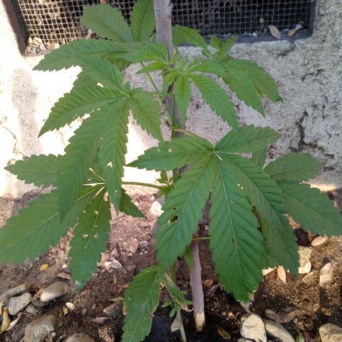 Unknown strain growlog photo: Just started to grow seven leafed leaves