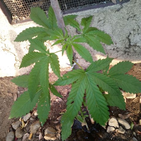 Unknown strain growlog photo: Just started to grow seven leafed leaves