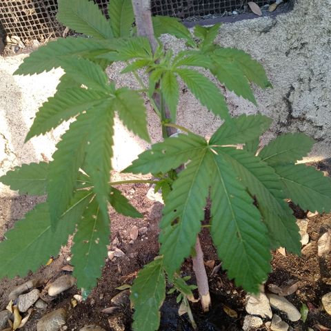 Unknown strain growlog photo: Just started to grow seven leafed leaves