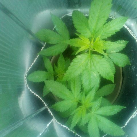 Charlie beezilka og growlog photo: 6 weeks old