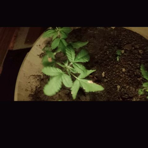 Charlie beezilka og growlog photo: 5 weeks old