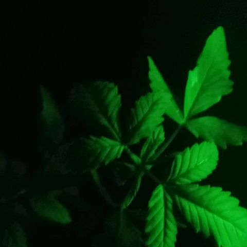 Charlie beezilka og growlog photo: 5 weeks old