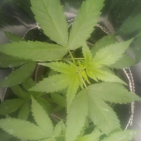 Charlie beezilka og growlog timeline photo