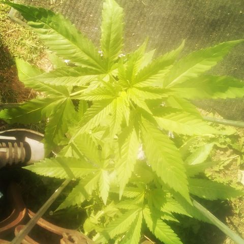 Charlie beezilka og growlog photo: Started flowering stage