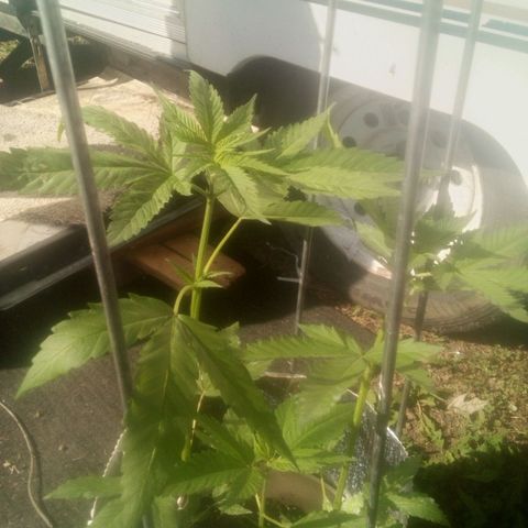 Charlie beezilka og growlog photo: Flowering stage started