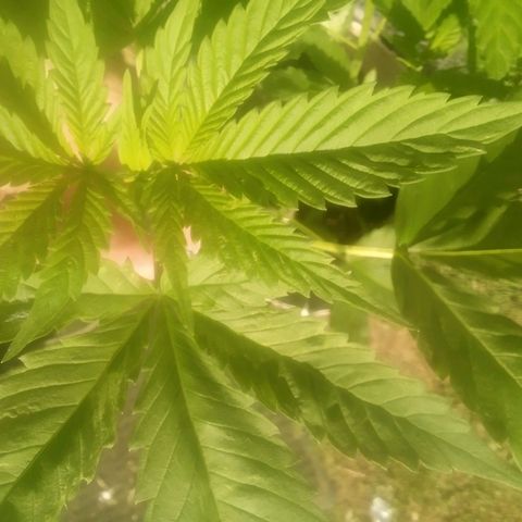 Charlie beezilka og growlog photo: Flowering stage started