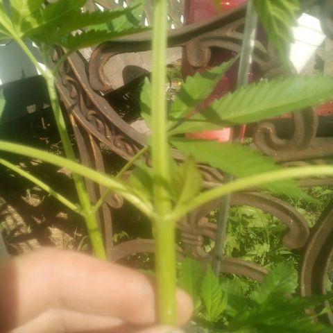 Charlie beezilka og growlog photo: Flowering stage started