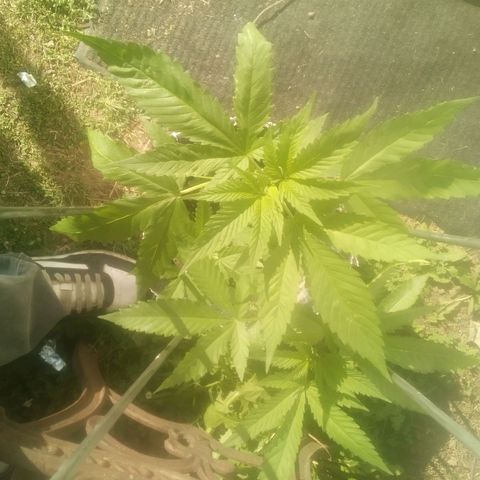 Charlie beezilka og growlog photo: Flowering stage started