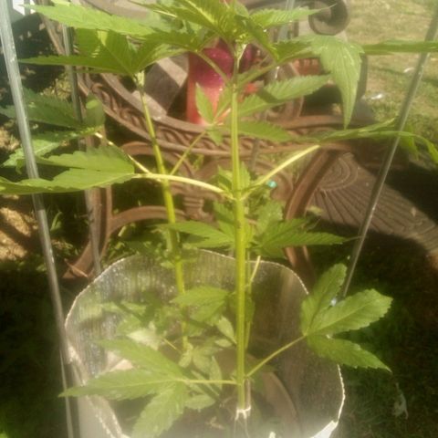 Charlie beezilka og growlog photo: Flowering stage started