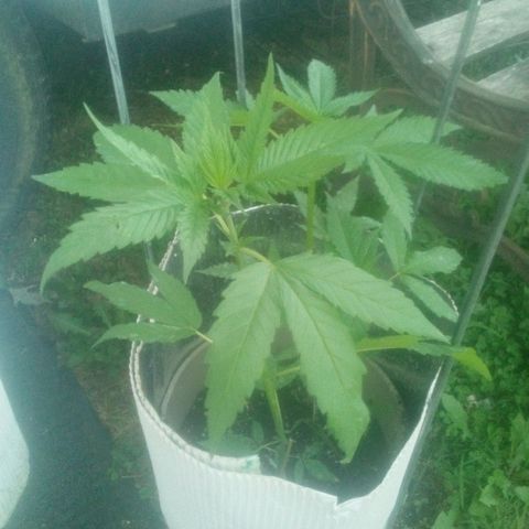 Charlie beezilka og growlog photo: End of veg stage
