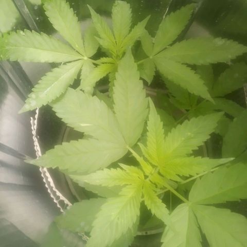 Charlie beezilka og growlog photo: End of veg stage