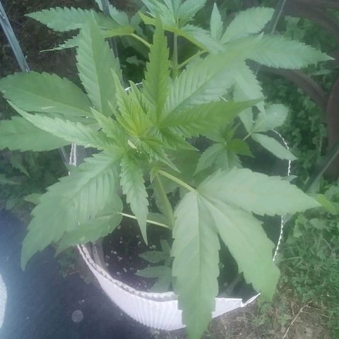 Charlie beezilka og growlog photo: End of veg stage