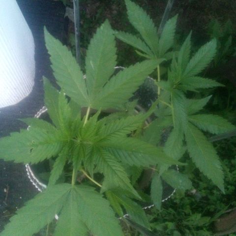 Charlie beezilka og growlog photo: End of veg stage