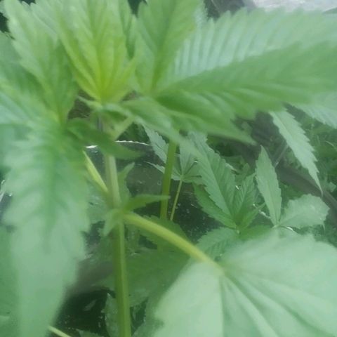 Charlie beezilka og growlog photo: End of veg stage