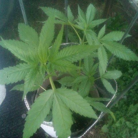 Charlie beezilka og growlog photo: End of veg stage