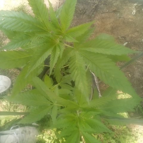 Charlie beezilka og growlog timeline photo