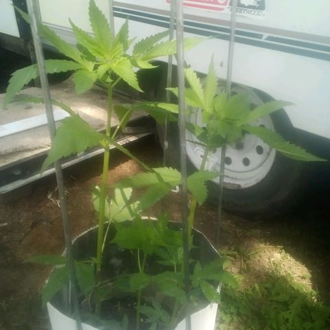 Charlie beezilka og growlog timeline photo