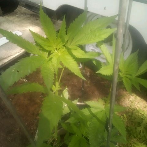 Charlie beezilka og growlog timeline photo