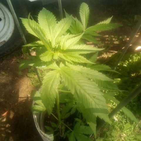 Charlie beezilka og growlog timeline photo