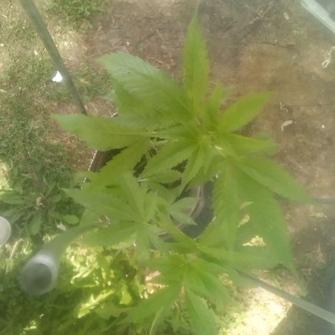 Charlie beezilka og growlog timeline photo