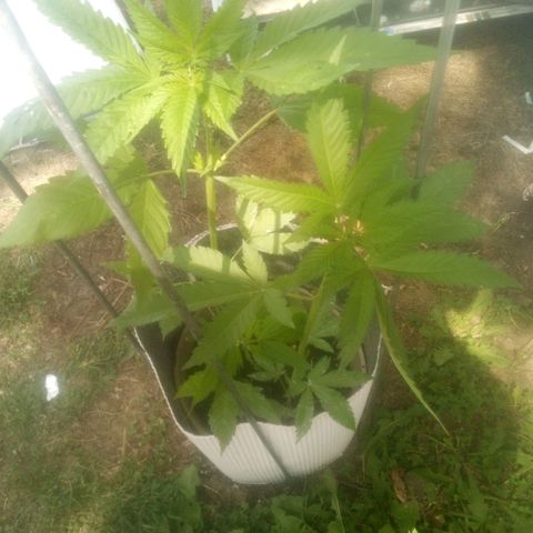 Charlie beezilka og growlog timeline photo