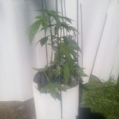 Charlie beezilka og growlog photo: 3 day of flowering 