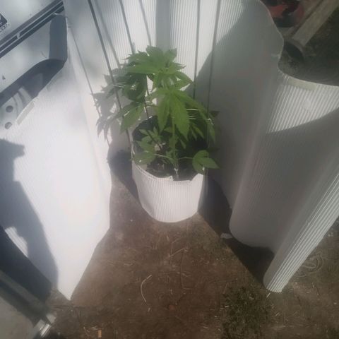 Charlie beezilka og growlog photo: 3 day of flowering 