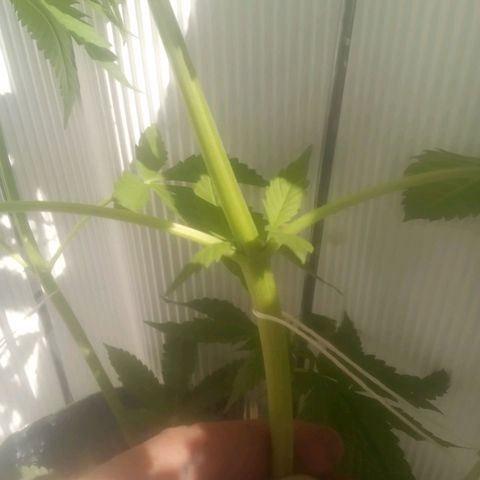 Charlie beezilka og growlog photo: 3rd day of flowering 12 hour day