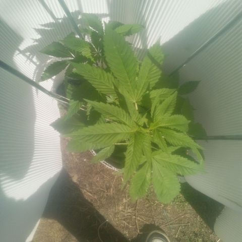 Charlie beezilka og growlog photo: 3rd day of flowering 12 hour day