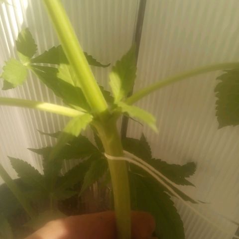 Charlie beezilka og growlog photo: 3rd day of flowering 12 hour day