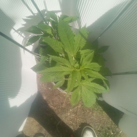 Charlie beezilka og growlog photo: 3rd day of flowering 12 hour day