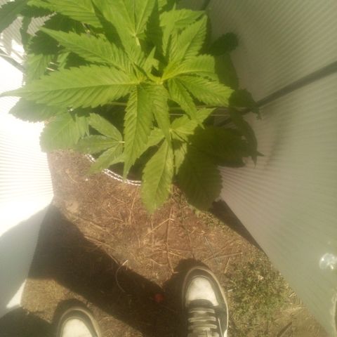 Charlie beezilka og growlog photo: 3rd day of flowering 12 hour day