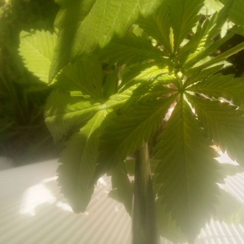 Charlie beezilka og growlog photo: 3rd day of flowering 12 hour day