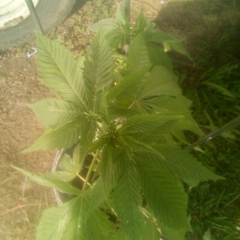 Charlie beezilka og growlog photo: Day 5 of flowering