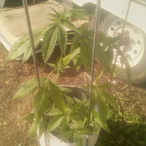 Charlie beezilka og growlog photo: Day 5 of flowering