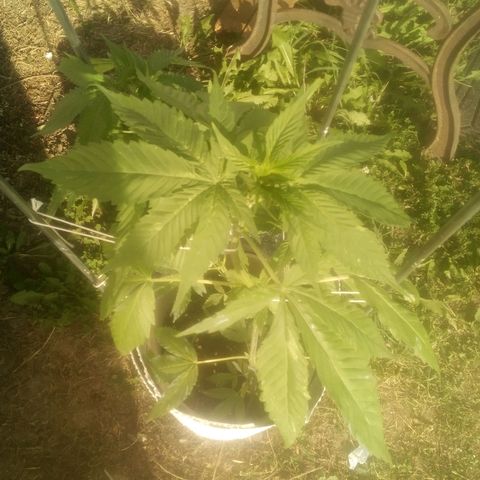 Charlie beezilka og growlog photo: Day 5 of flowering